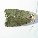 Sympistis regina - Hodges#10073