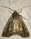 Dune Sympistis - Hodges#10135 - photo 2