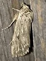 Dune Sympistis - Hodges#10135 - photo 4