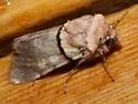 Sympistis rosea - Hodges#10114 - photo 2