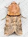 Sympistis rosea - Hodges#10114 - photo 4