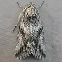 Sympistis sagittata - Hodges#10142