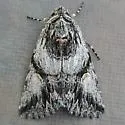 Sympistis sagittata - Hodges#10142 - photo 2