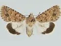 Sympistis sakhmet - Hodges#10094.1
