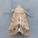 Sympistis sakhmet - Hodges#10094.1 - photo 2