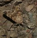 Sympistis sandaraca - Hodges#10078