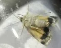 Sympistis sandaraca - Hodges#10078 - photo 2