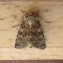 Sympistis sandaraca - Hodges#10078 - photo 3