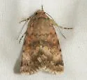 Sympistis sandaraca - Hodges#10078 - photo 4