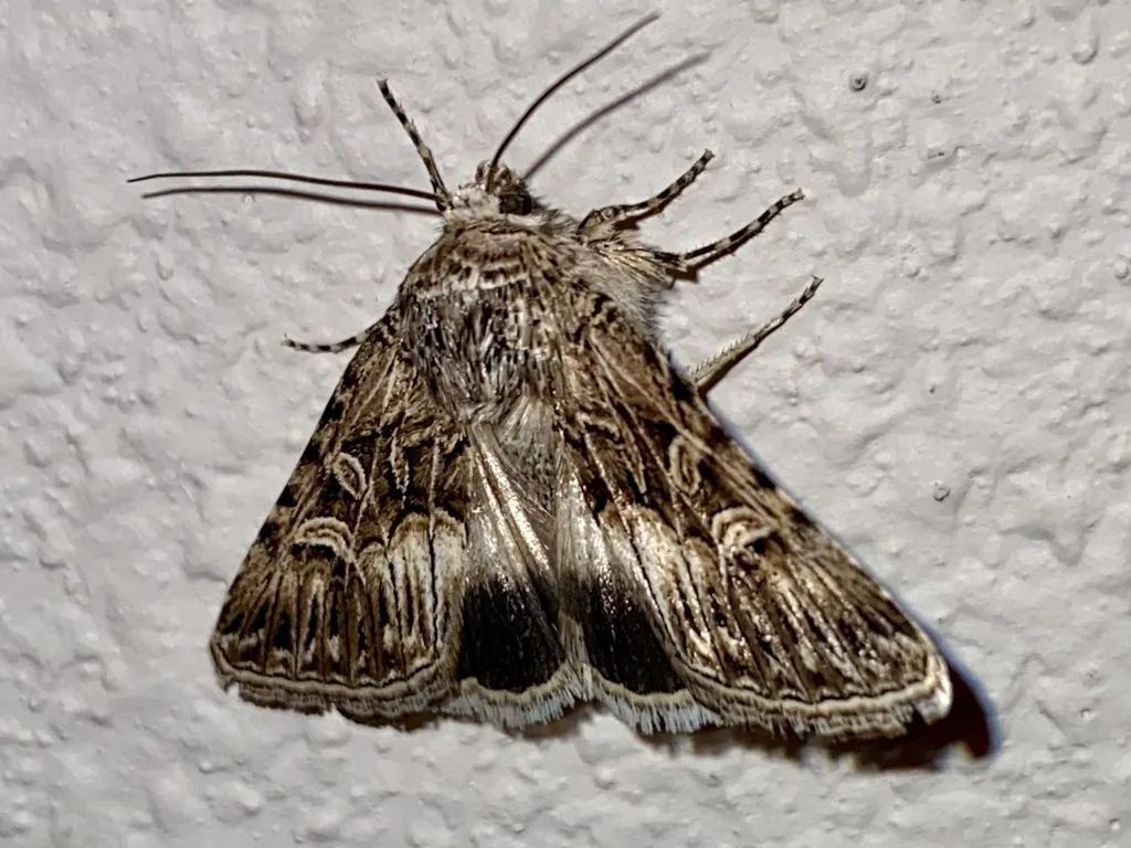 Sympistis sanina - Hodges#10094 - photo 2