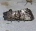 Saunders' Sympistis - Hodges#10099 - photo 3