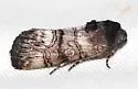 Saunders' Sympistis - Hodges#10099 - photo 4
