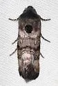 Saunders' Sympistis - Hodges#10099 - photo 5