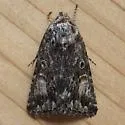 Sympistis saxatilis - Hodges#10042.2 - photo 2