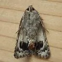 Sympistis saxatilis - Hodges#10042.2 - photo 4