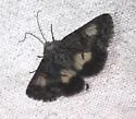 Sympistis saxatilis - Hodges#10042.2 - photo 5