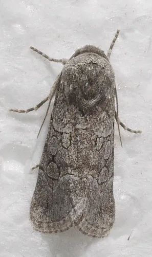 Sympistis sectilis - Hodges#10149
