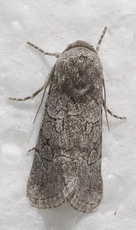 Sympistis sectilis - Hodges#10149 - photo 2