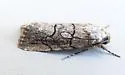 Sympistis sectiloides - Hodges#10150 - Sympistis sectiloides