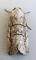 Sympistis sectiloides - Hodges#10150 - photo 2