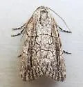 Sympistis sectiloides - Hodges#10150 - photo 3