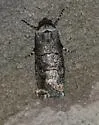Sympistis sectiloides - Hodges#10150 - photo 5