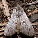 Sympistis semicollaris - Hodges#10133