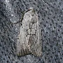 Sympistis semicollaris - Hodges#10133 - photo 2