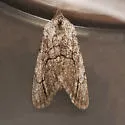 Sympistis semicollaris - Hodges#10133 - photo 4