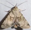 Sympistis septu - Hodges#10104.4