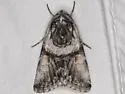 Sympistis shirleyae - Hodges#10142.1