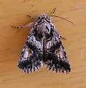 Sympistis shirleyae - Hodges#10142.1 - photo 2