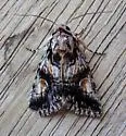 Sympistis shirleyae - Hodges#10142.1 - photo 4