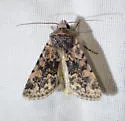 Sympistis singularis - Hodges#10109 - Sympistis singularis