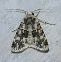 Sympistis singularis - Hodges#10109 - photo 2