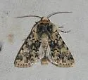 Sympistis singularis - Hodges#10109 - photo 3