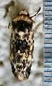 Sympistis singularis - Hodges#10109 - photo 4