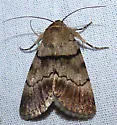 Sympistis sokar - Hodges#10113.2