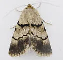 Sympistis sokar - Hodges#10113.2 - photo 2