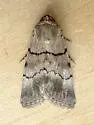 Sympistis sokar - Hodges#10113.2 - photo 3