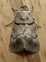 Sympistis sokar - Hodges#10113.2 - photo 4