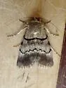 Sympistis sokar - Hodges#10113.2 - photo 5