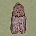 Sympistis sorapis - Hodges#10074.1 - photo 2
