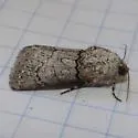 Sympistis sorapis - Hodges#10074.1 - photo 4