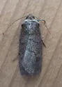Brown Sallow - Hodges#10062