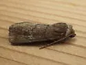 Brown Sallow - Hodges#10062 - photo 2