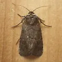 Brown Sallow - Hodges#10062 - photo 3