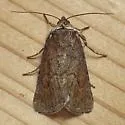 Brown Sallow - Hodges#10062 - photo 4