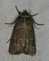 Brown Sallow - Hodges#10062 - photo 5