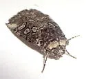 Sympistis subsimplex - Hodges#10041 - photo 2